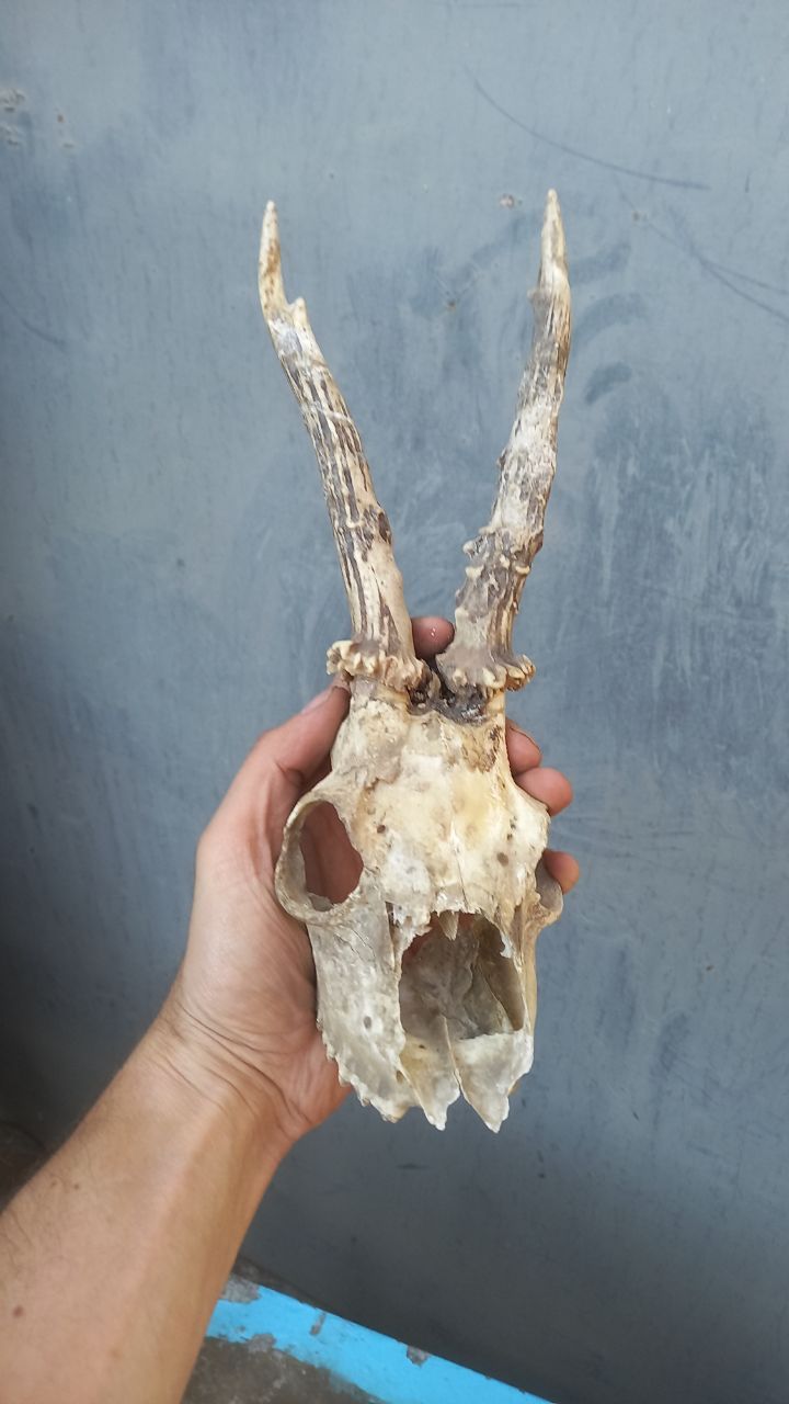 Продам школьный экспонат скелет