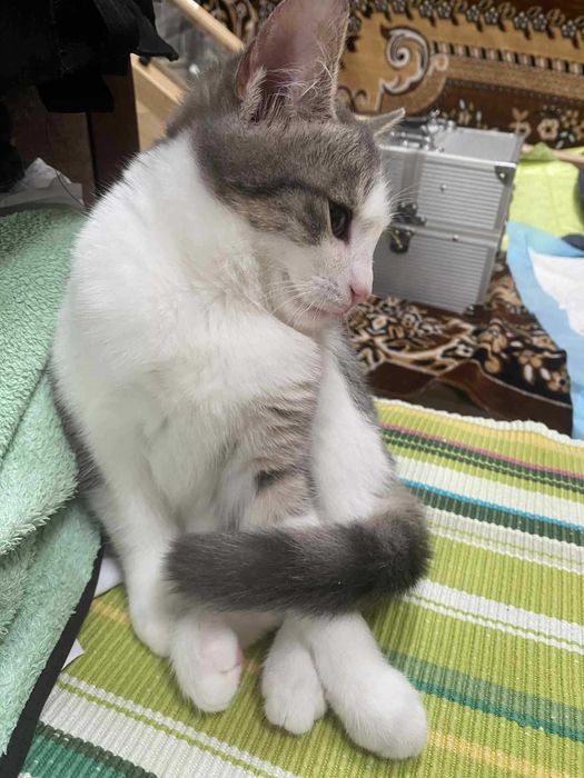 Красуні досі без дому... Скучають