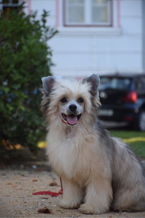 Cão de Crista Chines - Variedade Powderpuff