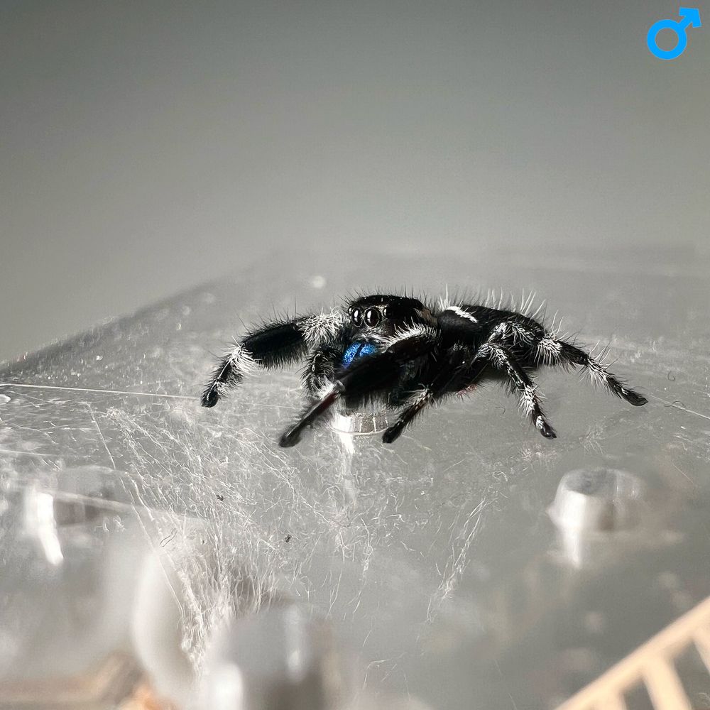 Skakun królewski Phidippus regius