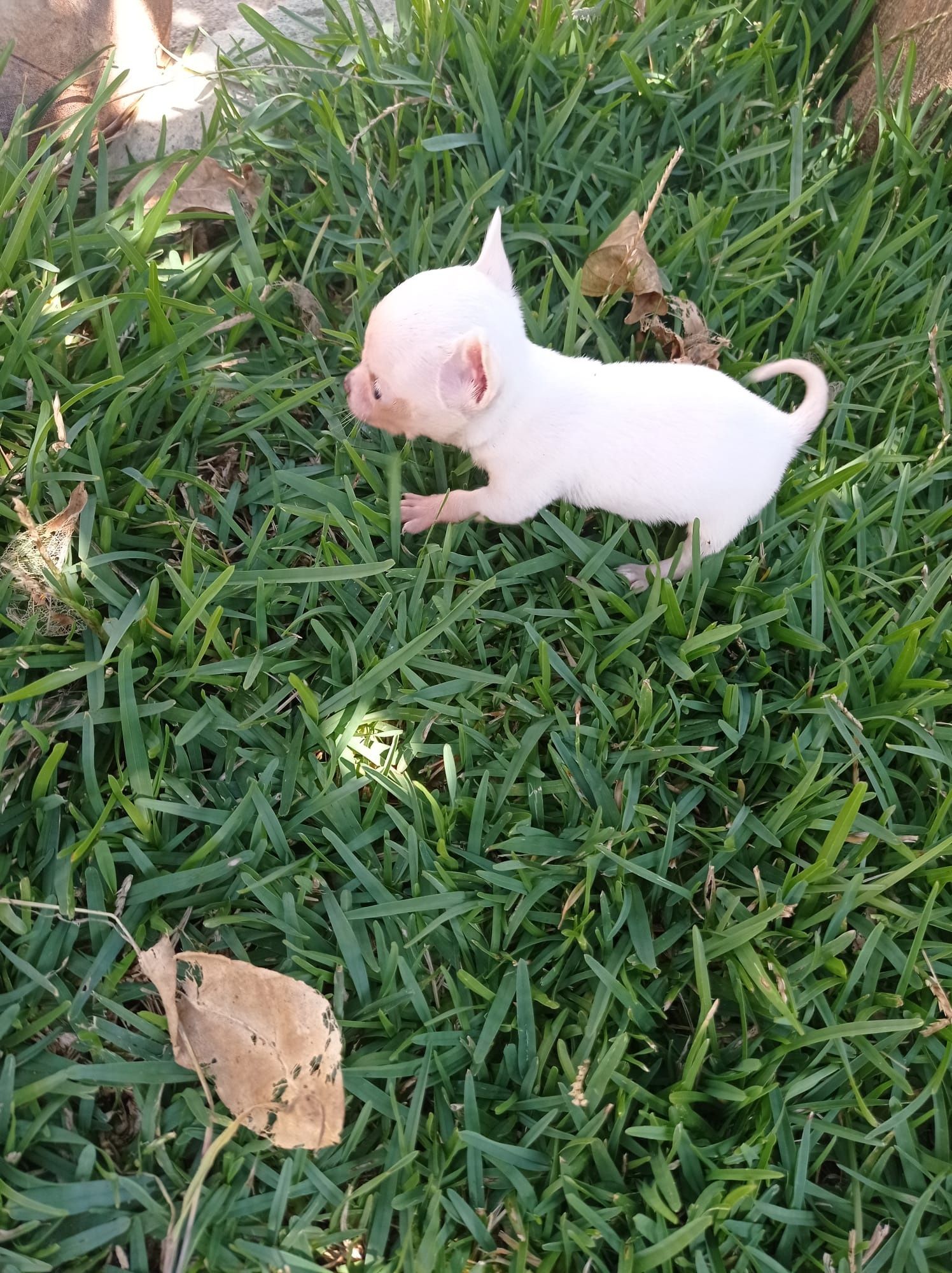 Chihuahua Disponível