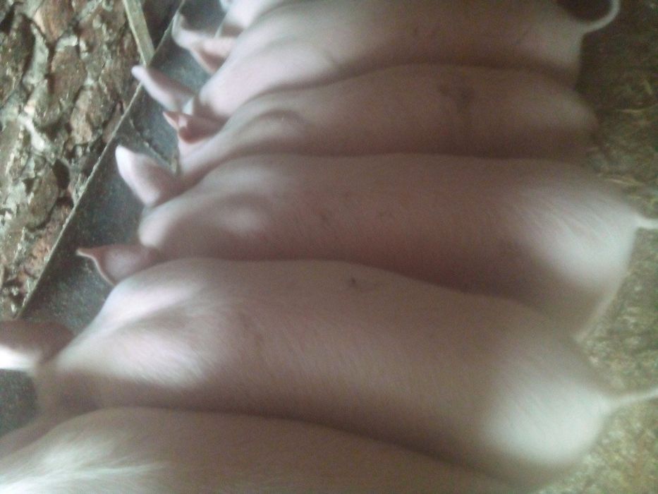 Продам  Поросята