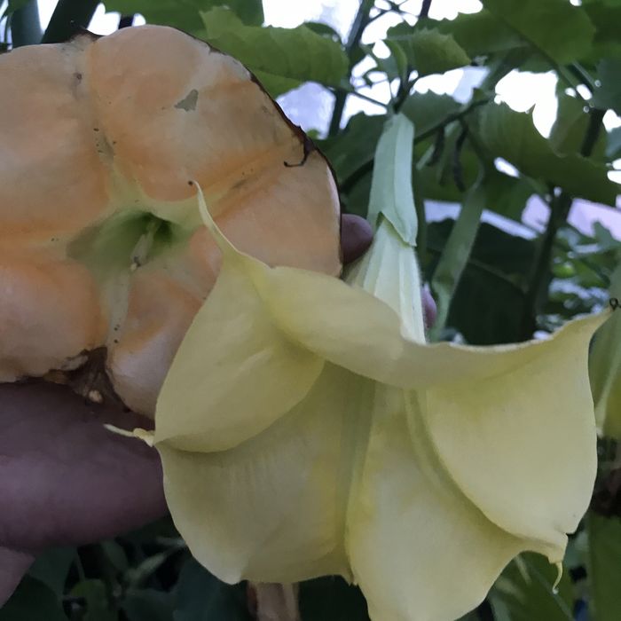 Dadzonka mala brukmansji  jak na zdjeciach