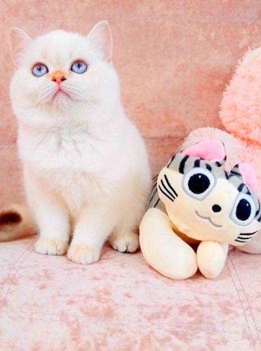 Надзвичайно ніжна і лагідна кицюня шиншила