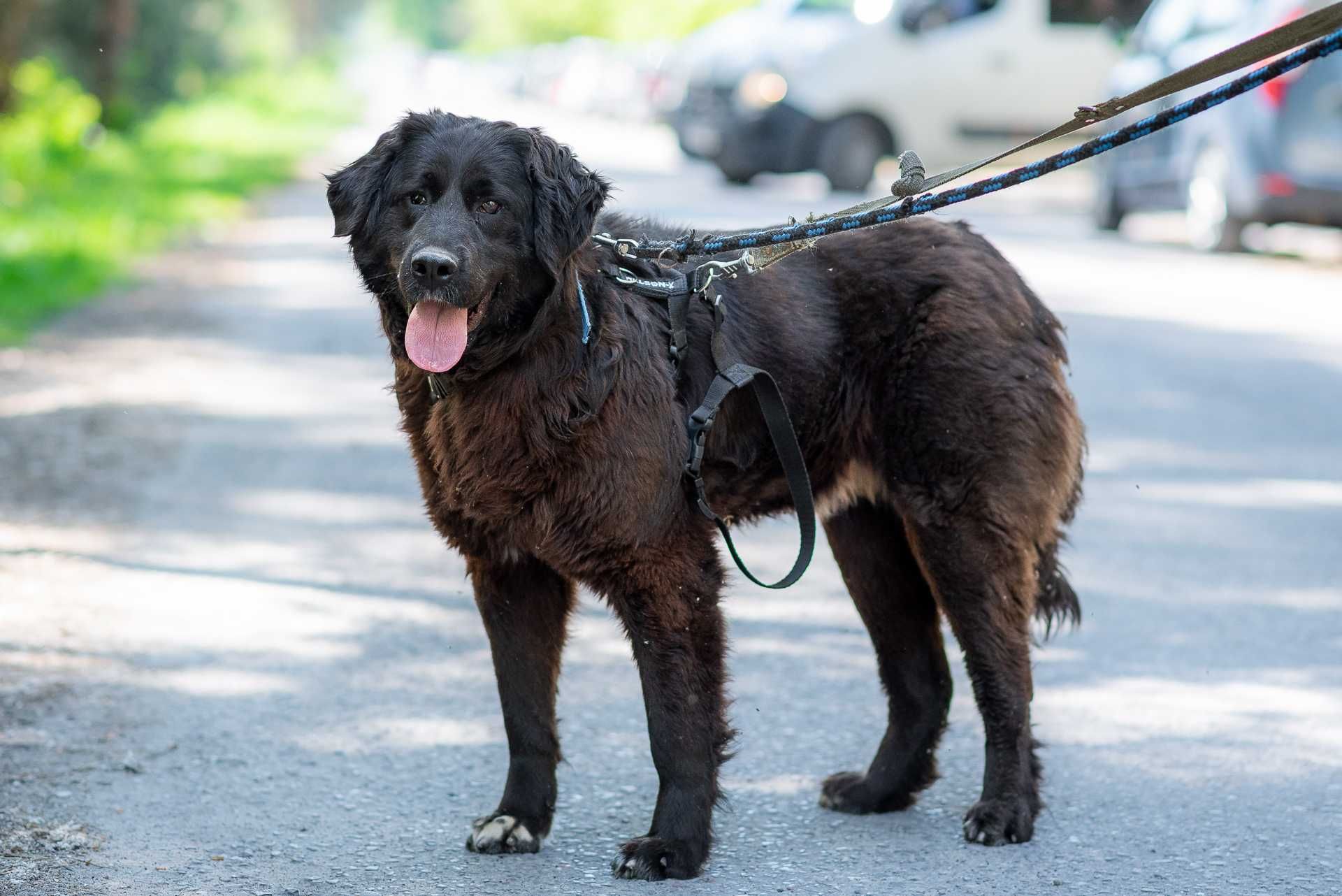 GIWRA - piękna, duża sunia w typie Nowofundlanda do adopcji