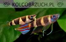 Szczupieńczyk karłowaty - Epiplatys annulatus - dowóz, wysyłka