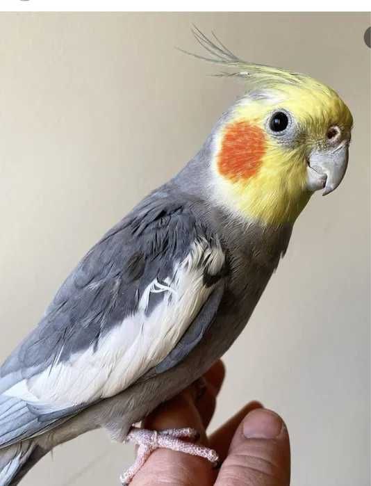 Корелла попугай молодой ручной мальчик