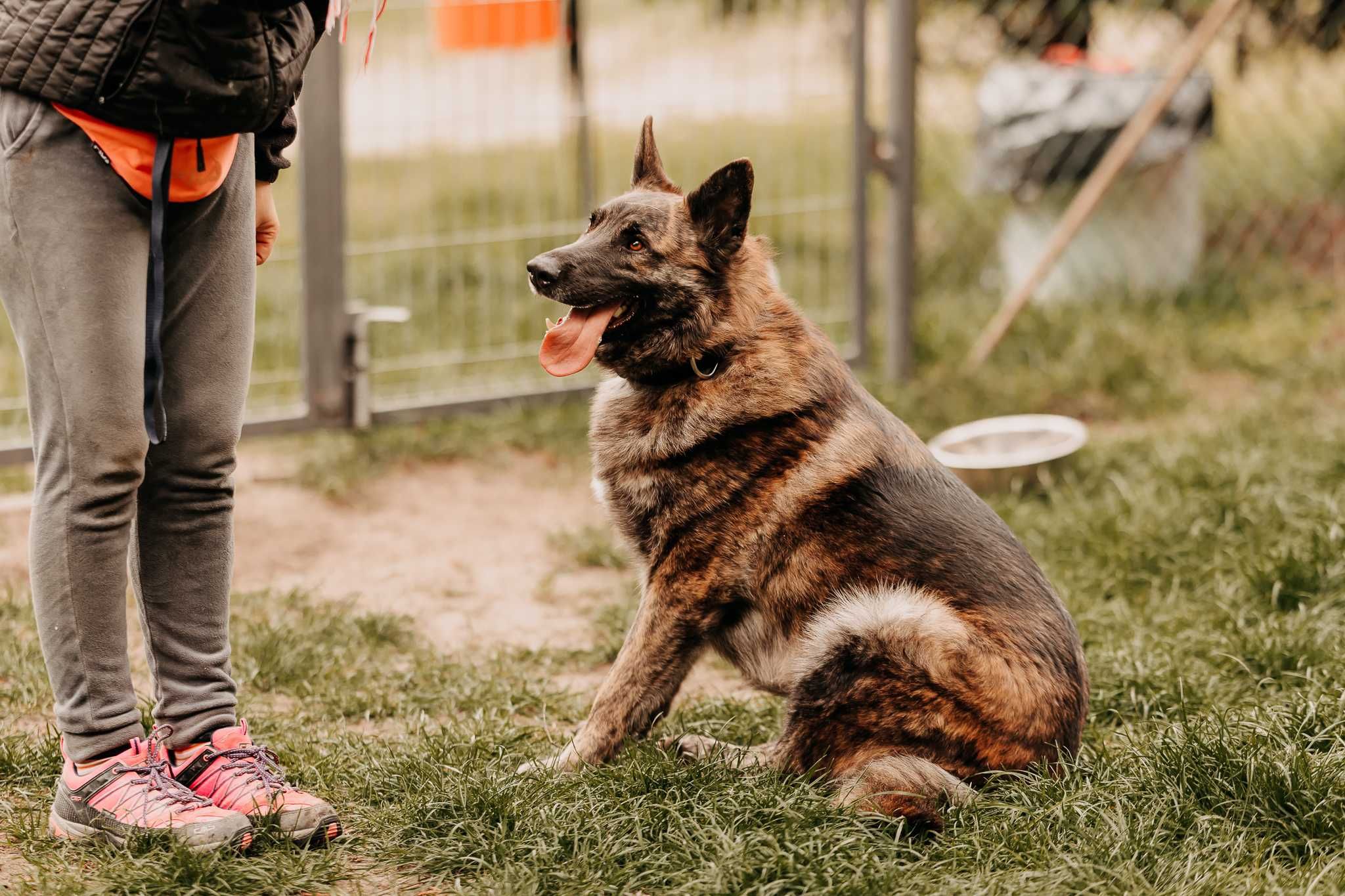 2-letni pies w typie owczarek holenderski do adopcji