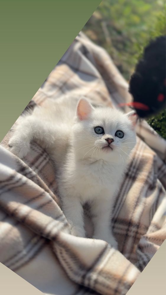 Кошенята шотландці шотландські котики срібна шиншила чист прямовух срі