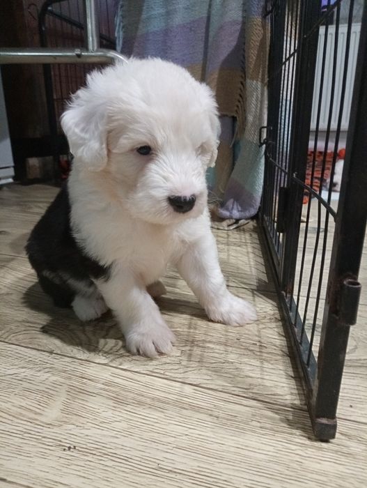 Owczarek staroangielski bobtail