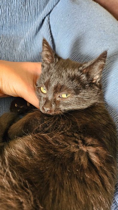 Gatinha para adopção RESPONSÁVEL