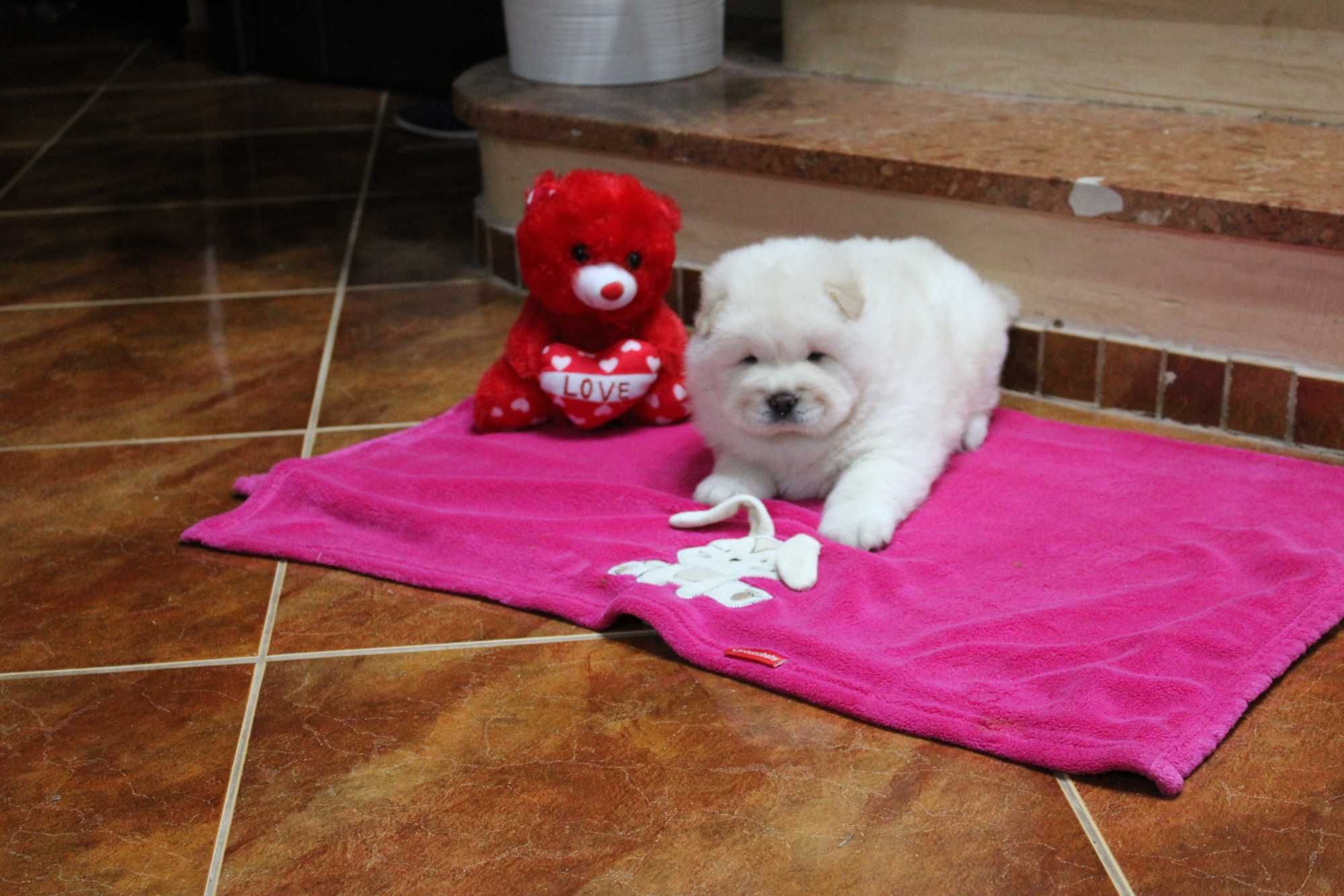 Piesek chow-chow