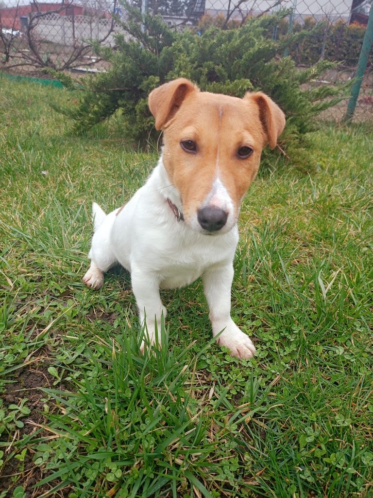 Jack Russell Terrier piesek