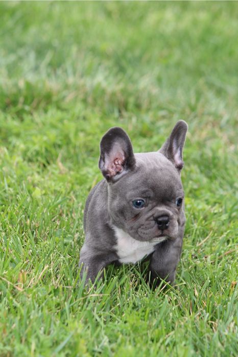 Французик голубого окраса