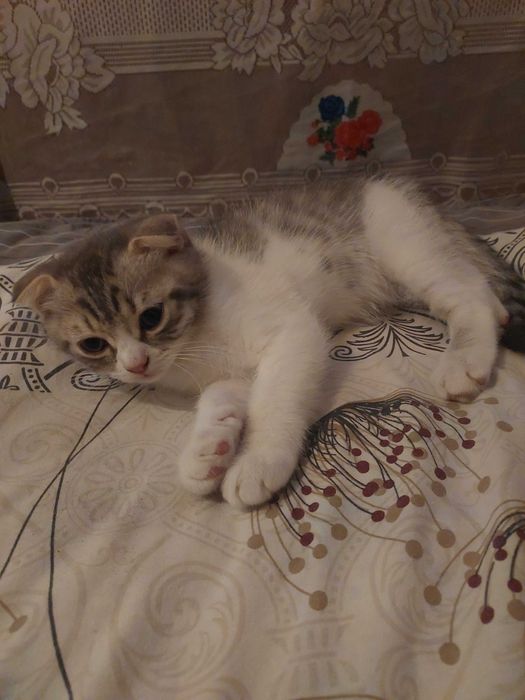 Шотланські вісловухі