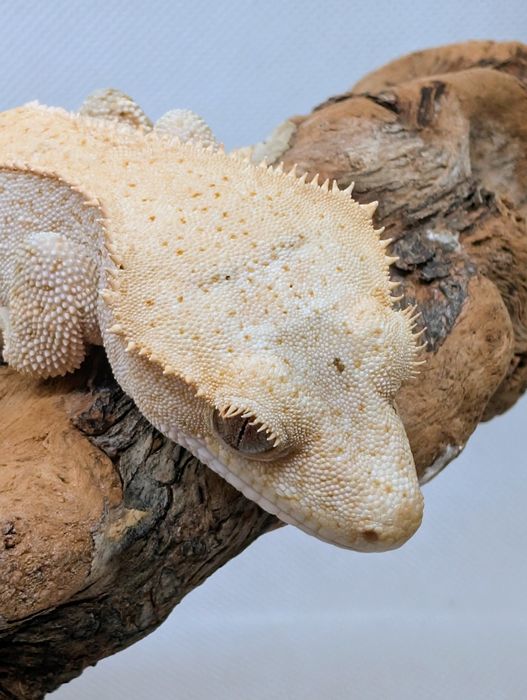 Gekon orzęsiony samiczka