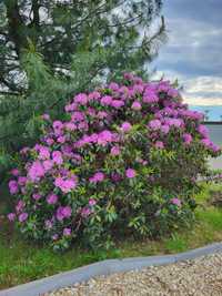 Rododendron duży różowy około 20 lat
