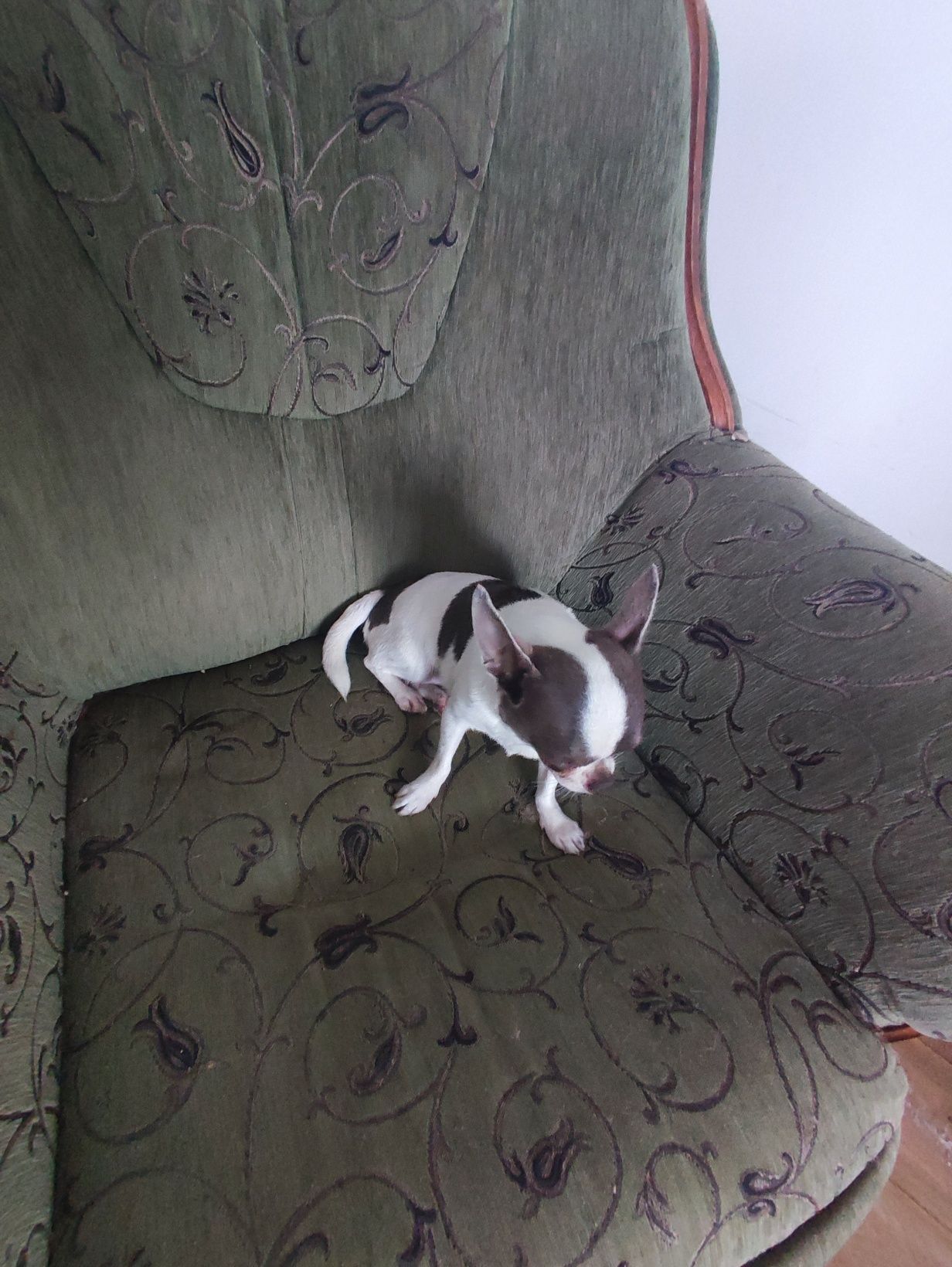 Chihuahua o przepięknym ubarwieniu TRI kolor