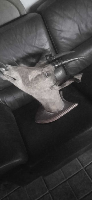 Réplica de cabeça de animal africano