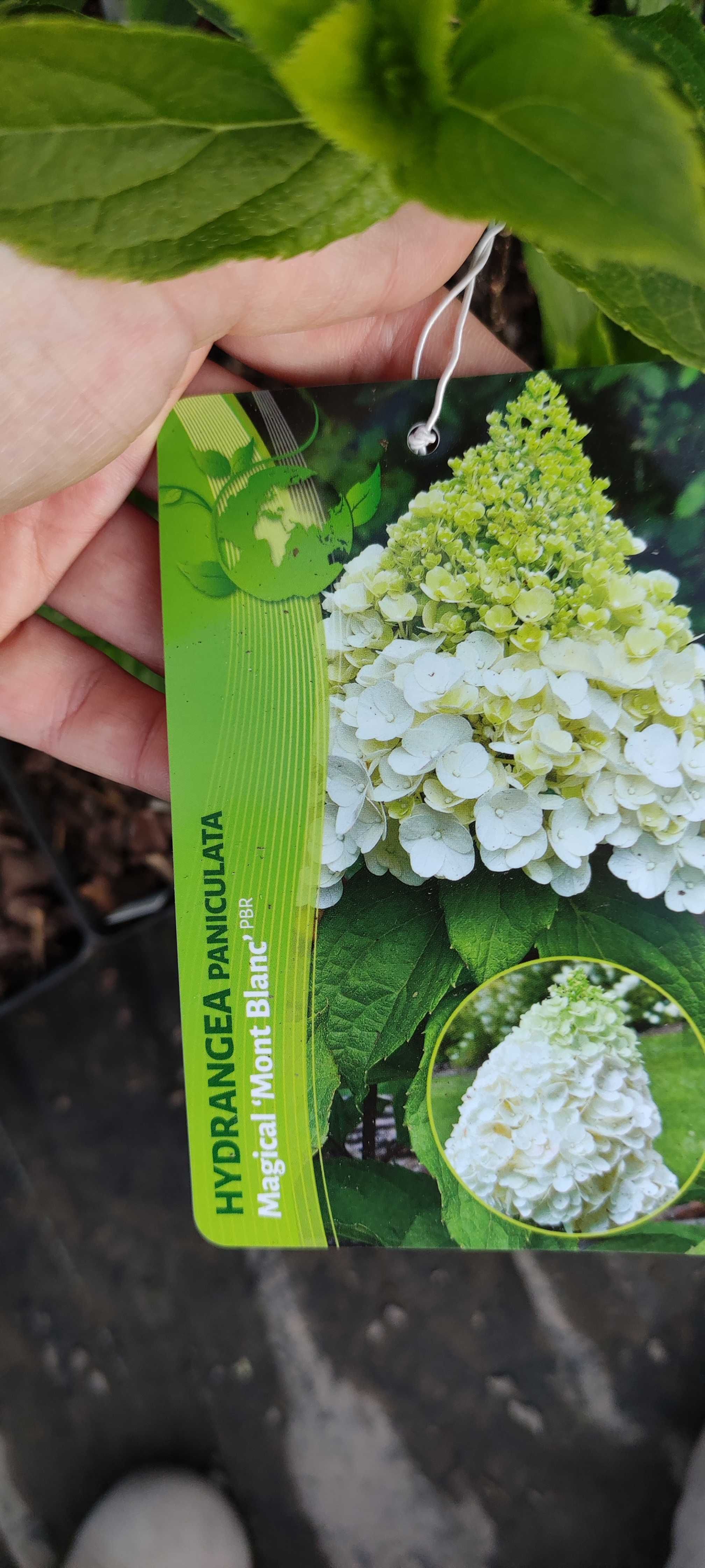 Hortensja bukietowa Hydrangea paniculata różne odmiany