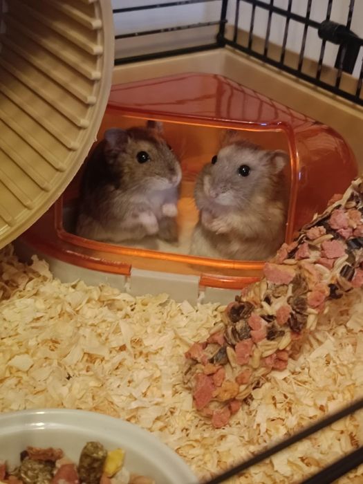 Oddam chomiki z akcesoriami