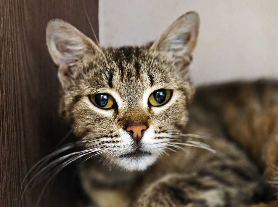 Ніжна і добра кото-дівчинка Квітя (10 міс) дуже сумує без людини!