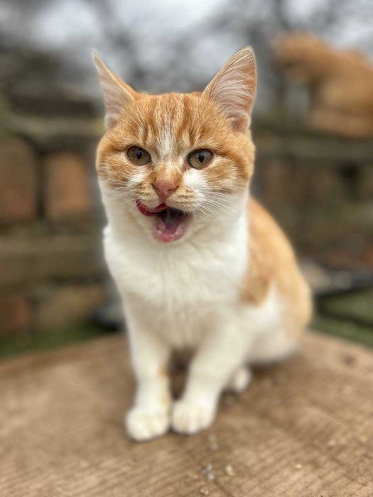 Шукаємо сім'ї котикам