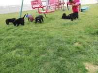 Labrador retriever suczka