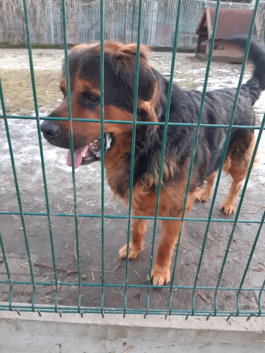 Piękny  dużypies Karus do adopcji że schroniska .