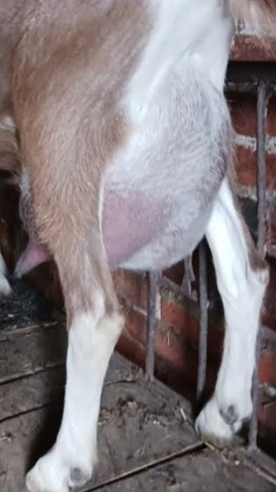 Koza British toggenburg