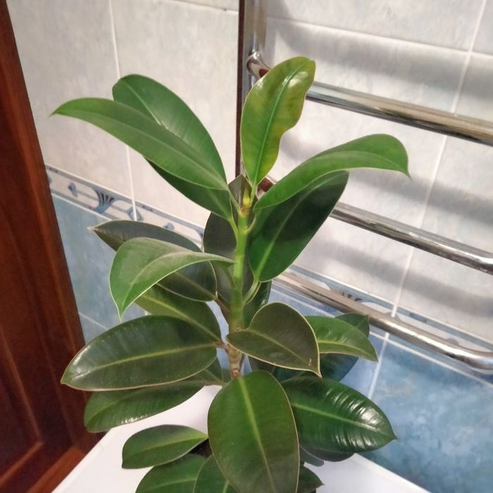 Продам фікус (висота з горщиком - 70 см)