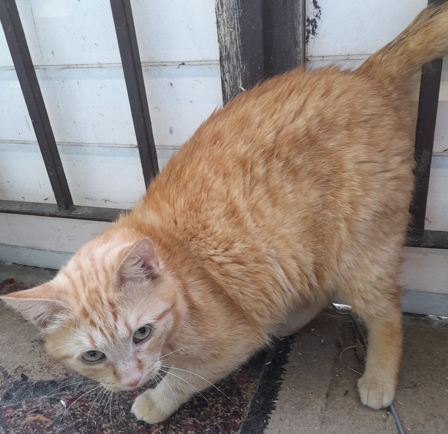 Kochany Dudi do adopcji