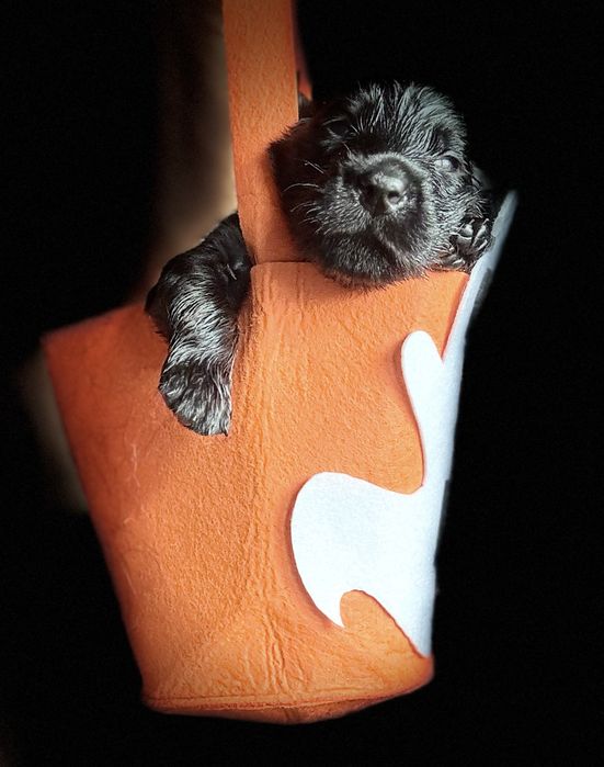 FLAT COATED RETRIEVER - czarna dziewczynka odb początek Grudnia