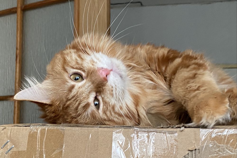 Котята Курильского бобтейла