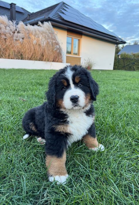 Berneński Pies Pasterski