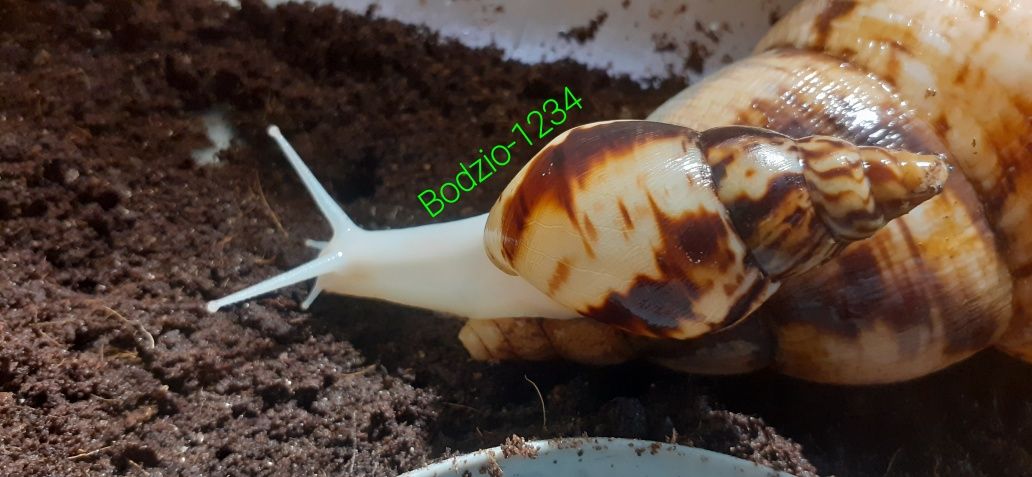 Wysyłka. Ślimaki afrykańskie achatina Reticulata albino boody