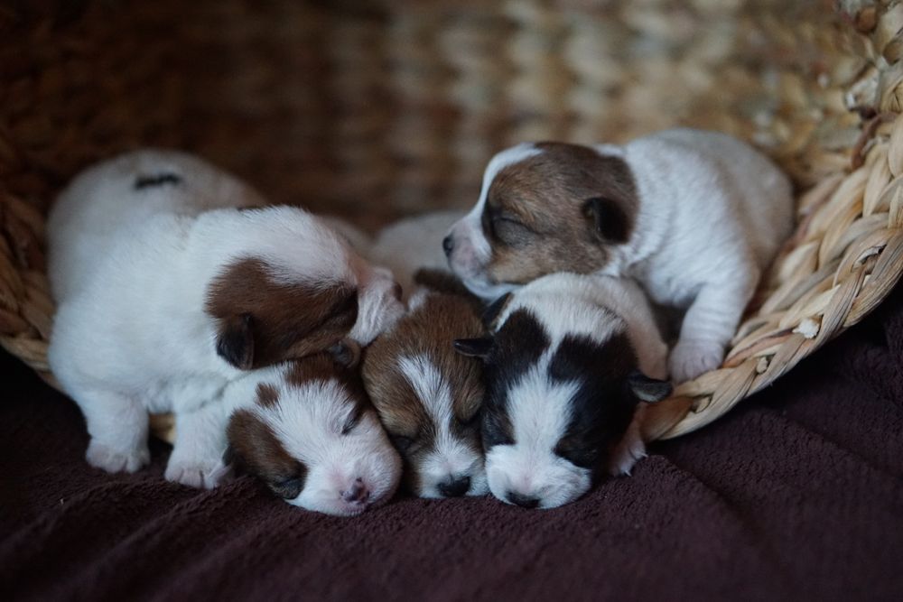 Szczenię z oficjalnej hodowli FCI ZKwP oddz. Chojnice.