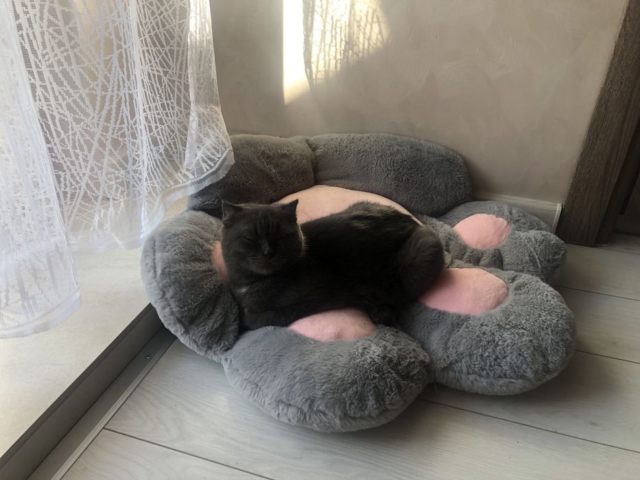 Котики висловухі