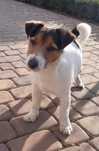 jack russell terrier fci