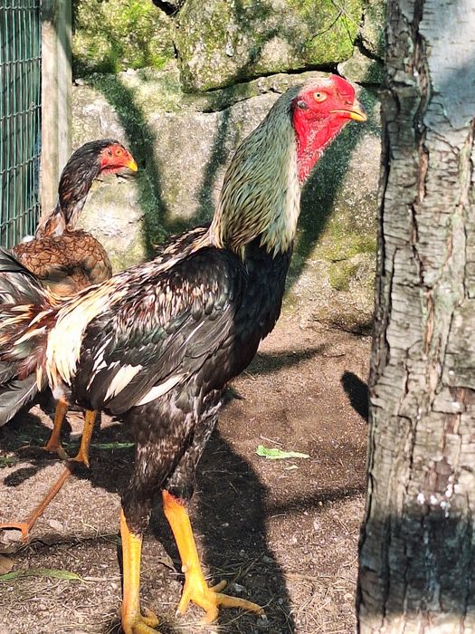 Índio e Polaco Gigante Brasileiro