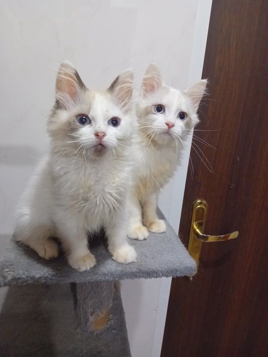 Kotka  Ragdoll kocięta
