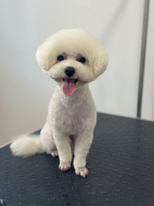 Dog Style / грумінг-салон/ грумер / стрижка собак та котів