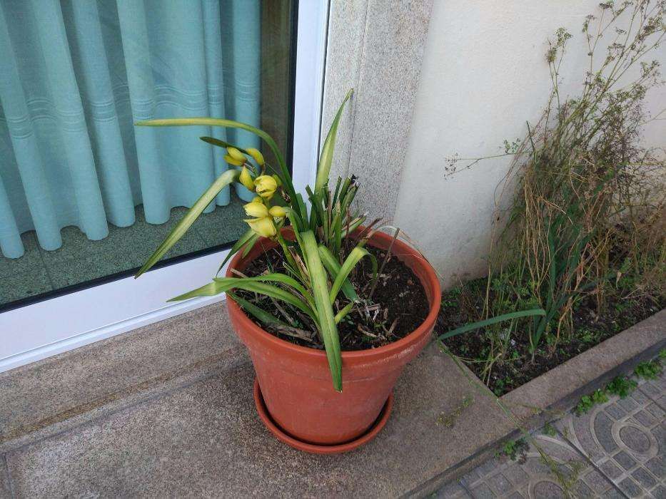 Orquídeas em vaso