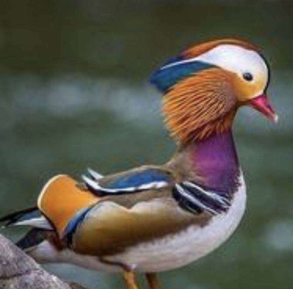 Vendo patos mandarins