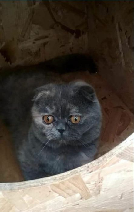 Голубо-кремовая скоттиш фолд Плюша