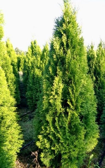 Tuja szmaragd, tuje od 60 do 250 cm! Thuja brabant do 270!