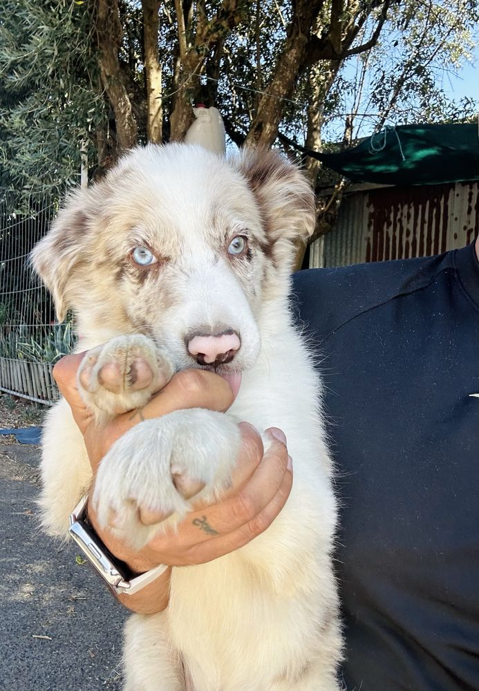 Excelente menino border collie merle olhos claros