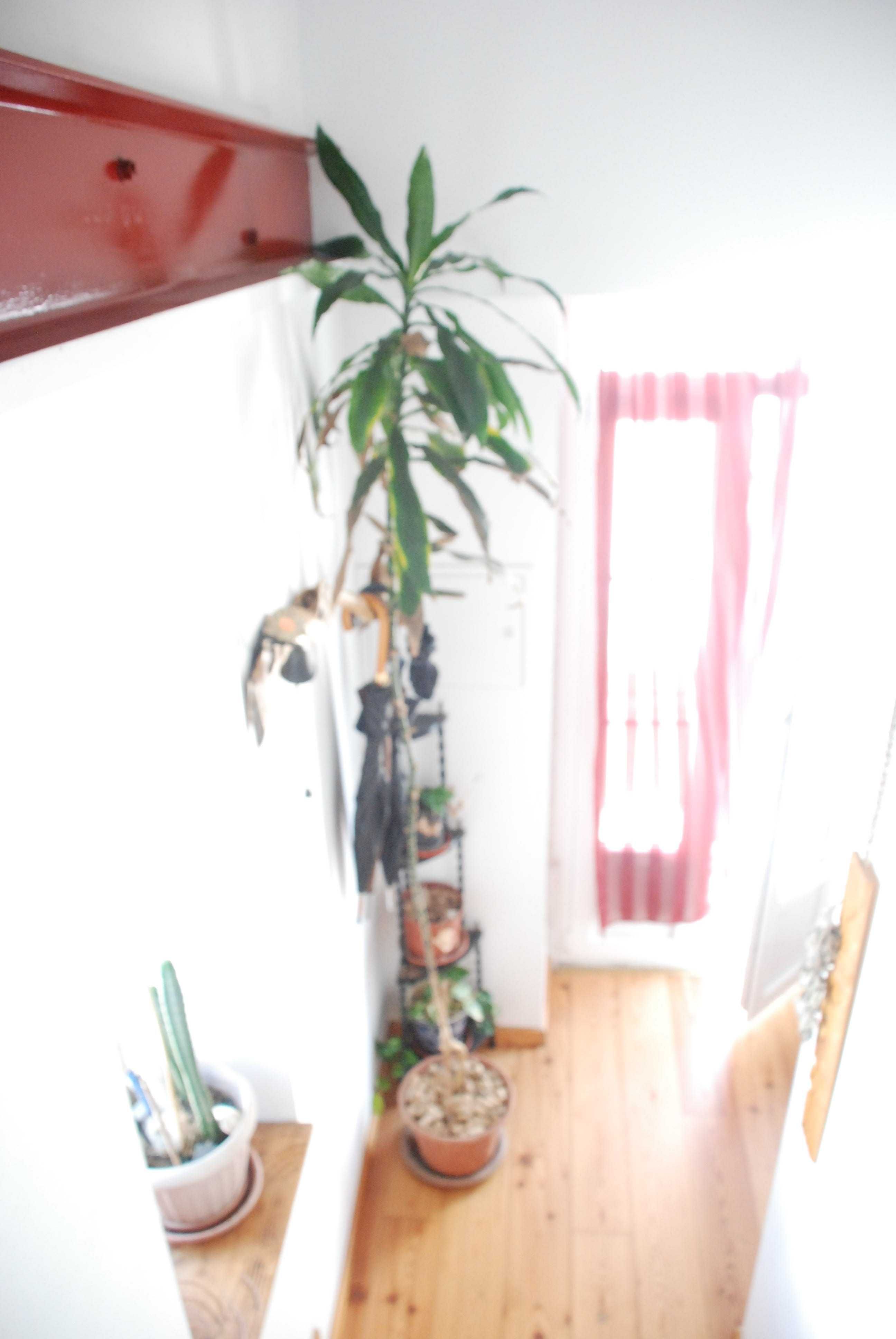 Plantas de apartamento, mosteira, espada de São George, são pedro etc.