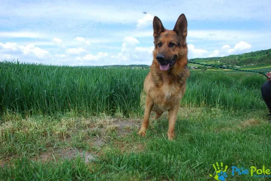 ESPO- Bardzo skrzywdzony owczarek szuka odpowiedzialnego opiekuna,