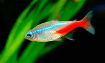 Neon Innesa (Paracheirodon innesi) WYSYŁKA AKWAWIN